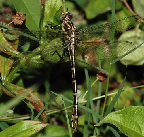 Female, teneral
2006_06_01_Floyd